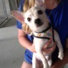 What Is My Chihuahua Mixed With? - light tan and cream colored dog