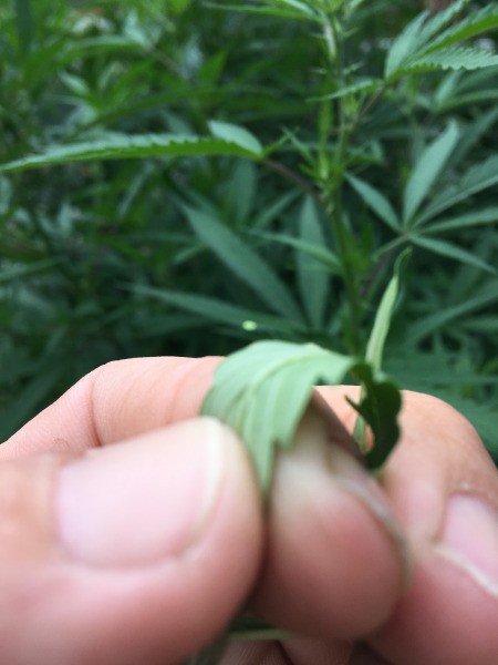 Identifying an Insect Egg