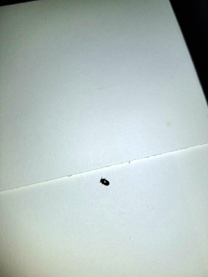 Identifying Small Black Bugs - small black bug on piece of white paper