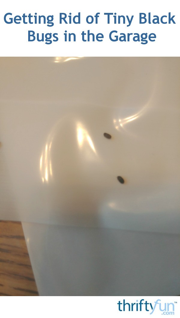 Getting Rid of Tiny Black Bugs in the Garage? ThriftyFun