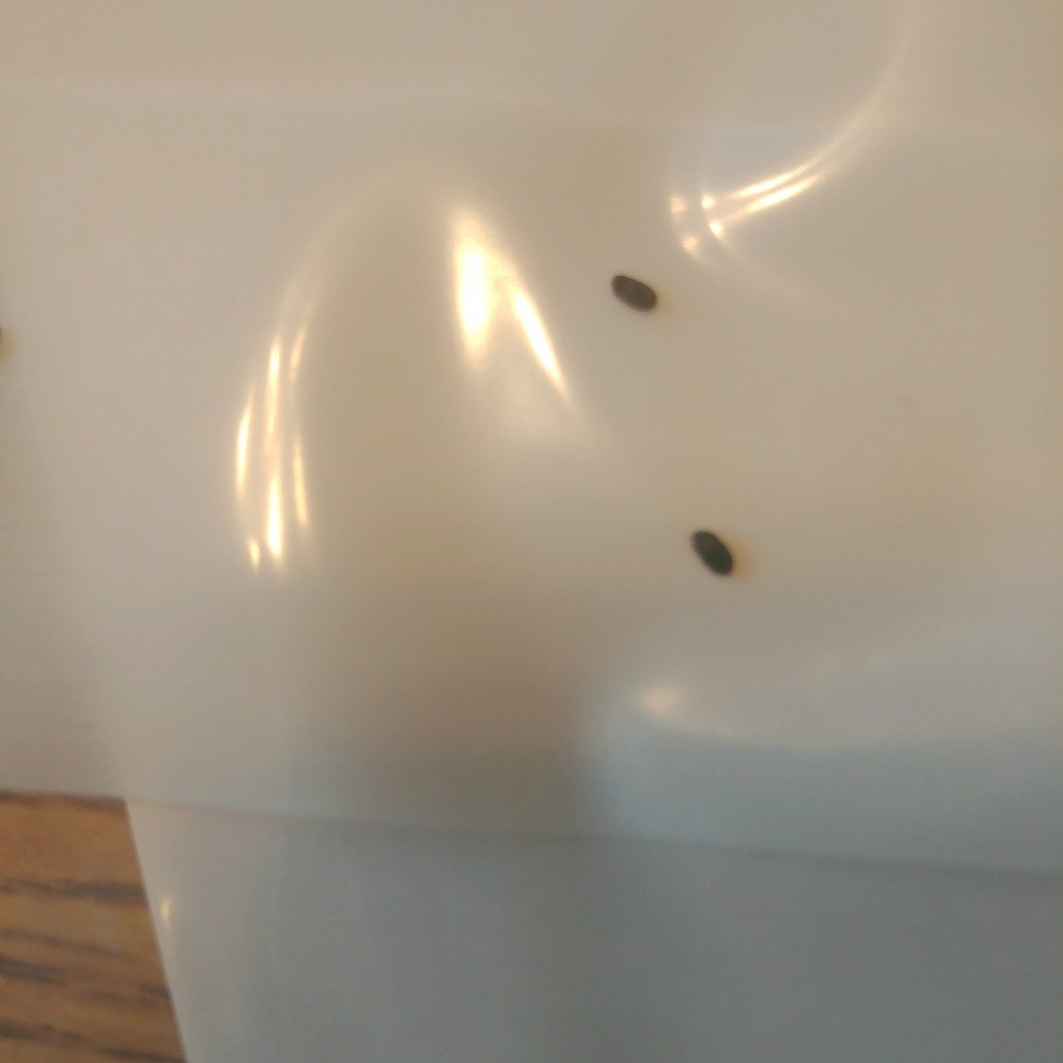 Getting Rid of Tiny Black Bugs in the Garage? ThriftyFun