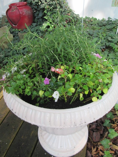 Rosemary Is Not Just For Cooking - rosemary in a pot with impatiens