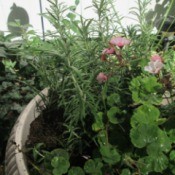 Rosemary Is Not Just For Cooking - closeup of rosemary growing in a pot