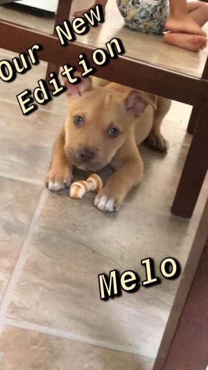 Is My Puppy a Pit Bull? - brown puppy with white on feet lying under a table