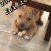 Is My Puppy a Pit Bull? - brown puppy with white on feet lying under a table