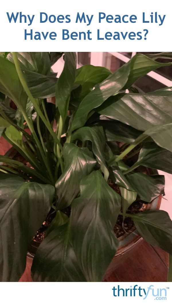 Why Does My Peace Lily Have Bent Leaves? | ThriftyFun