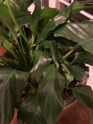 Why Does My Peace Lily Have Bent Leaves? - sort of droopy leaves
