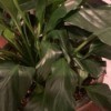 Why Does My Peace Lily Have Bent Leaves? - sort of droopy leaves