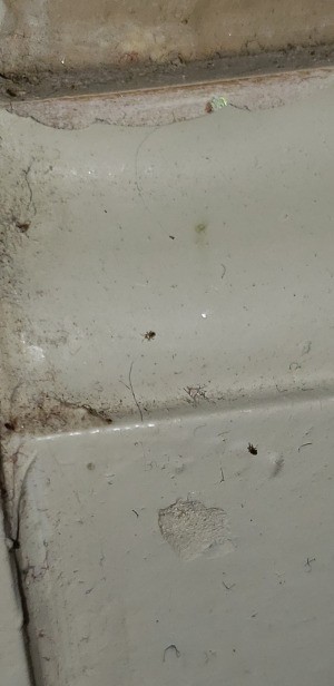 Identifying Extremely Small Insects - tiny bugs on wood framework