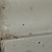 Identifying Extremely Small Insects - tiny bugs on wood framework
