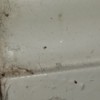 Identifying Extremely Small Insects - tiny bugs on wood framework