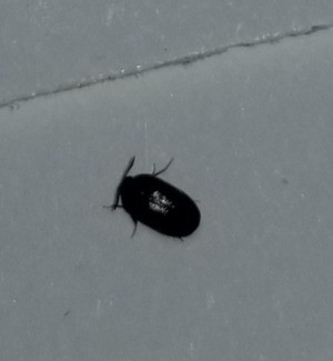 Tiny black bugs hard to squish