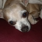 Menstrual Cycle in Dogs - tan Chihuahua under a blanket