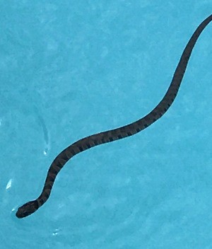 Identifying a Snake - orange snake with black markings in a swimming pool