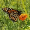 Monarch on a Zinnia - butterfly on an orange zinna