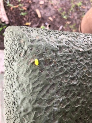 Identifying a Bright Orange Insect Egg - single ovoid egg on concrete
