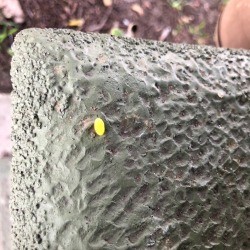 Identifying a Bright Orange Insect Egg - single ovoid egg on concrete