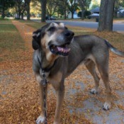 Pickles (German Shepherd Mix)  - black and brown mixed breed dog