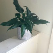 What Is This Plant?  - peace plant