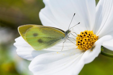 Flowers that Attract Butterflies - butterfly on a white cosmos