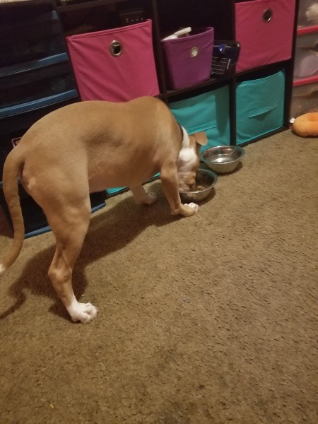 What Kind of Pit Bull Is He?