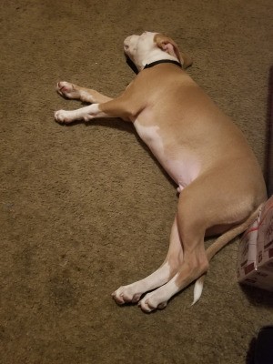 What Kind of Pit Bull Is He? - dog lying down on carpet