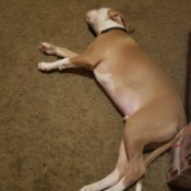 What Kind of Pit Bull Is He? - dog lying down on carpet