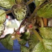 Identifying a Houseplant - variegated fuzzy leafed plant upclose