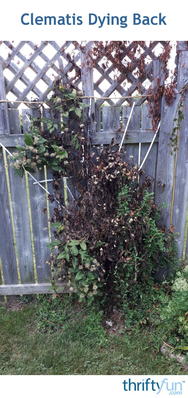 Clematis Dying Back? ThriftyFun