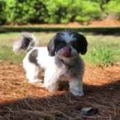 Kloie (Shih Tzu) - dog with its tongue up licking its nose