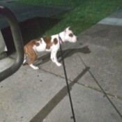 What Breed Is My Dog?