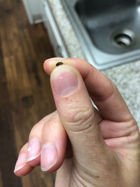 Getting Rid of Little Black Flying Bugs in Bathroom - hand holding a small black bug