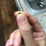 Getting Rid of Little Black Flying Bugs in Bathroom - hand holding a small black bug