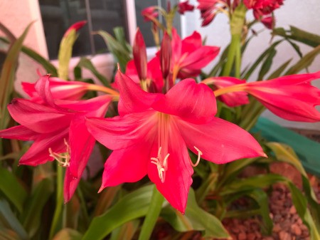 Red lilies in bloom.