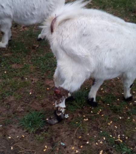 Reporting Neighbor's Who Abuse Their Animals