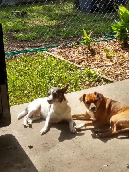 Spot (Chihuahua Boston Terrier Mix) - Spot and a brown mixed breed dog on the patio