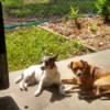 Spot (Chihuahua Boston Terrier Mix) - Spot and a brown mixed breed dog on the patio