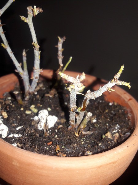 Leaves Died on Rose Bushes - nude rose bush stems