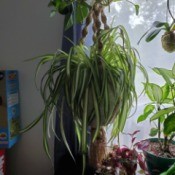 Leaves Bending and Drooping on Spider Plant - hanging spider plant