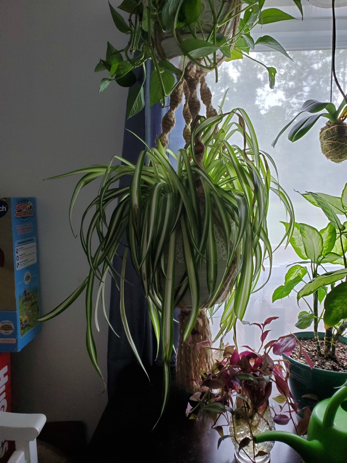 Dlhé stonky na izbovej rastline klesajú