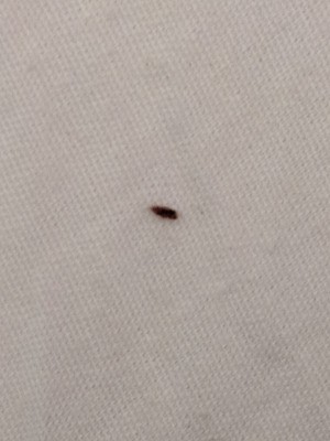 Getting Rid of Tiny Black Biting Bugs - long dark unidentifiable insect