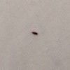 Getting Rid of Tiny Black Biting Bugs - long dark unidentifiable insect
