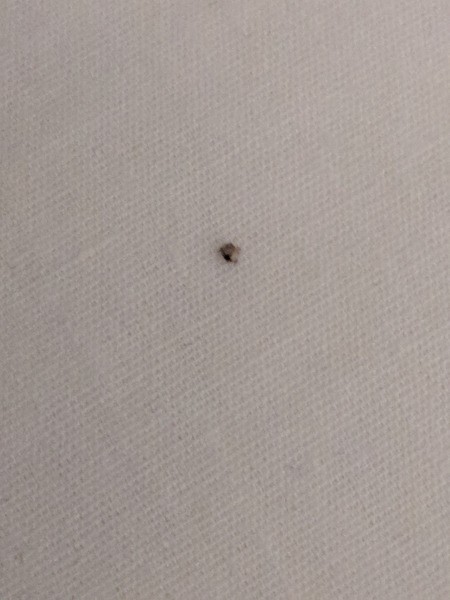 Getting Rid of Tiny Black Biting Bugs