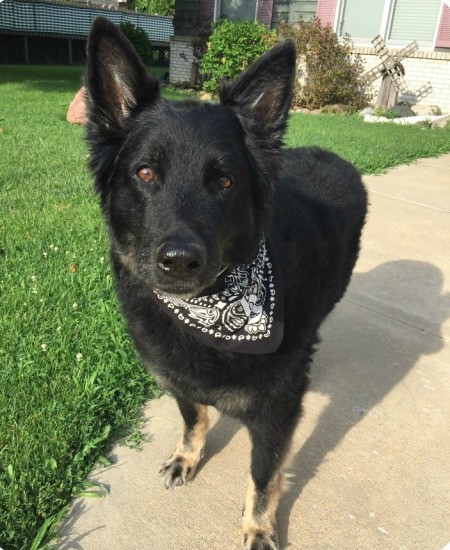 Is My Dog a Pure Bred German Shepherd? - black dog with tan on feet