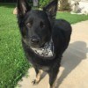 Is My Dog a Pure Bred German Shepherd? - black dog with tan on feet