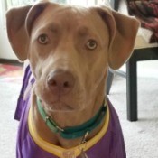 Is My Pit Bull Full Blooded? - pretty brown dog
