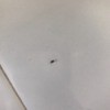 Identifying Small Brown Oval Bugs - bug on a white tile