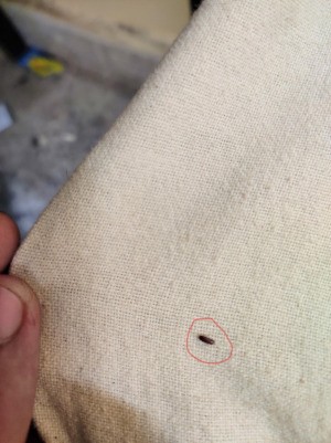 Identifying a Dark Red Flying Biting Bug - bug on white background fabric