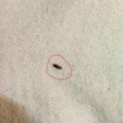 Identifying a Dark Red Flying Biting Bug - bug on white background fabric
