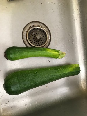 Two homegrown zucchini.